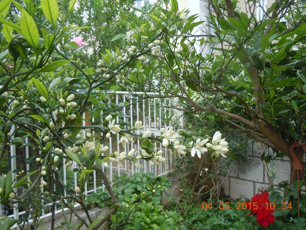 Central Apartment דוברובניק חדר תמונה
